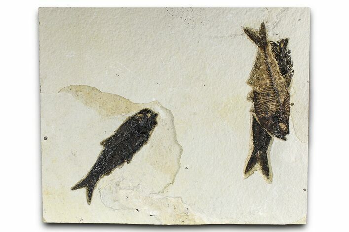 Plate of Three Fossil Fish (Diplomystus & Knightia) - Wyoming #382781